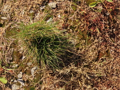 Festuca rubra commutata