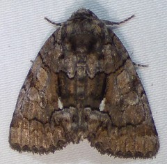 Chytonix