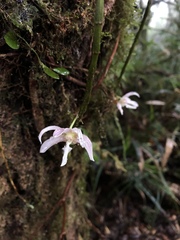 Dendrobium chameleon