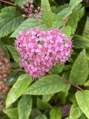 Spiraea japonica