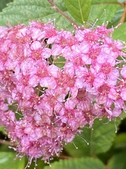 Spiraea japonica