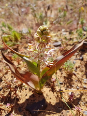 Wurmbea spicata