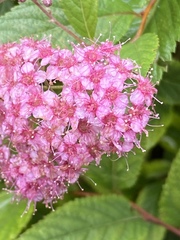 Spiraea japonica