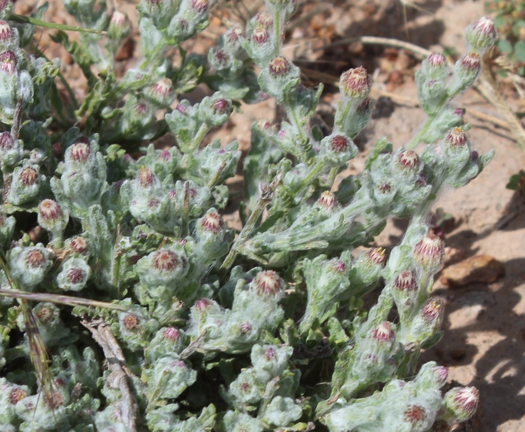 Laennecia microglossa
