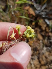 Tulbaghia dregeana