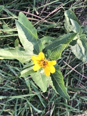 Sclerocarpus uniserialis