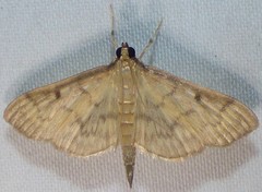 Herpetogramma fluctuosalis
