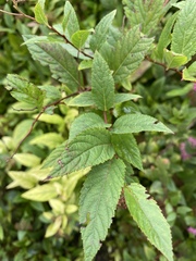 Spiraea japonica