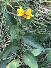 Sclerocarpus uniserialis