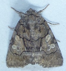 Chytonix