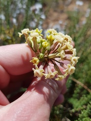 Tulbaghia dregeana