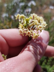 Tulbaghia dregeana