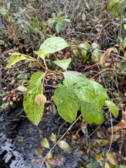Cephalanthus occidentalis