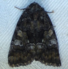 Chytonix