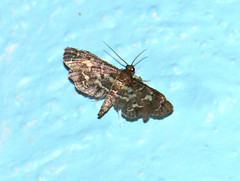 Eurrhyparodes splendens