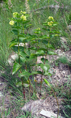 Vincetoxicum hirundinaria hirundinaria