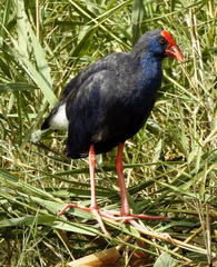 Porphyrio porphyrio