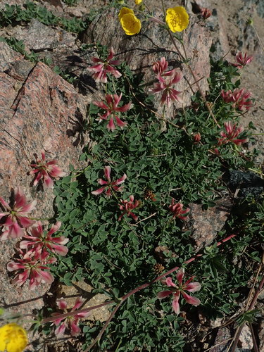 Image of Trifolium haydenii by (c) Mitch Van Dyke, some rights reserved (CC BY)