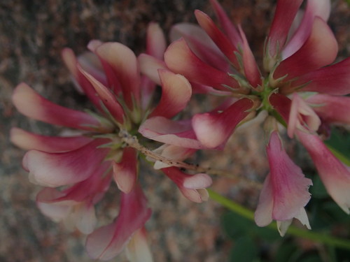 Image of Trifolium haydenii by (c) Mitch Van Dyke, some rights reserved (CC BY)