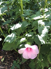 Hibiscus laevis