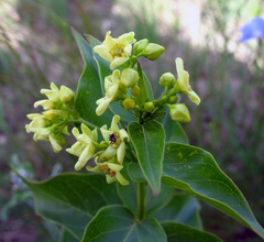 Vincetoxicum hirundinaria hirundinaria