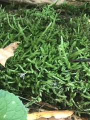 Sciuro-hypnum reflexum