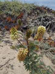 Astragalus pycnostachyus