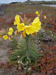Oenothera elata hookeri
