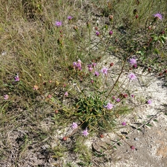 Liatrinae