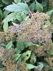 Spiraea japonica