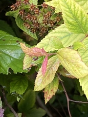 Spiraea japonica