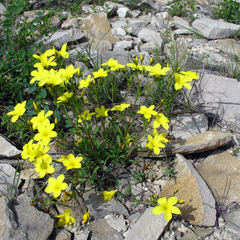 Linum mucronatum armenum