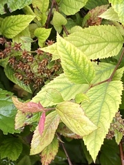 Spiraea japonica