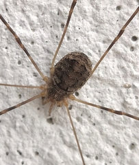 Opilio parietinus
