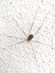 Opilio parietinus