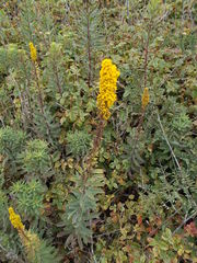 Solidago elongata