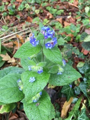 Pentaglottis sempervirens