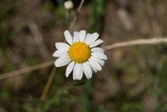 Erigeron aequifolius