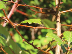 Crataegus gaylussacia