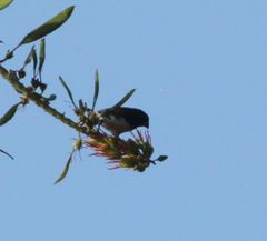 Spermestes bicolor nigriceps