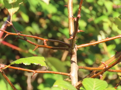 Crataegus gaylussacia
