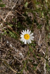 Erigeron aequifolius