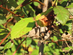 Crataegus gaylussacia