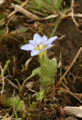 Gentiana riparia