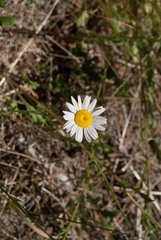 Erigeron aequifolius