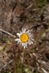 Erigeron aequifolius