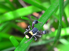 Stegodyphus tibialis