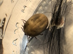 Dermacentor occidentalis