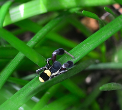 Stegodyphus tibialis