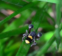 Stegodyphus tibialis